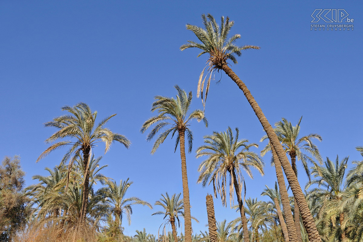 Bawiti - Palmbomen Palmbomen in de oase van Bawiti. Stefan Cruysberghs
